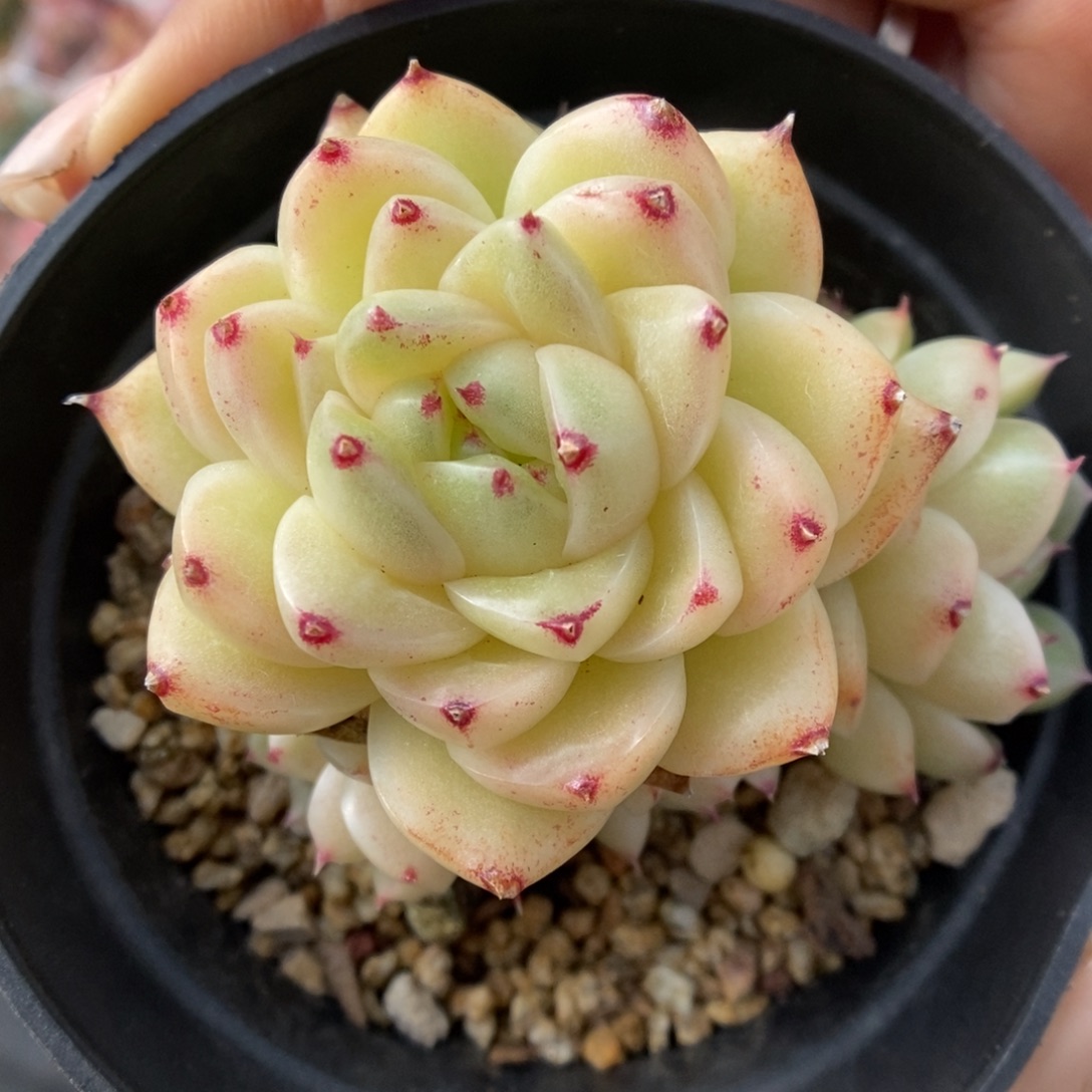 油透麦秆群生4898号