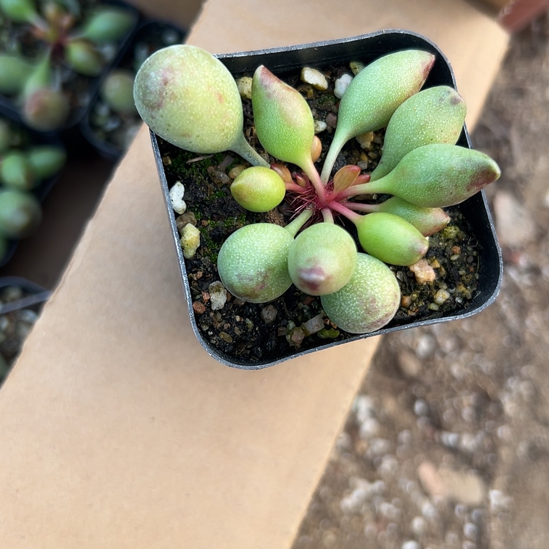 多肉植物鼓槌水泡