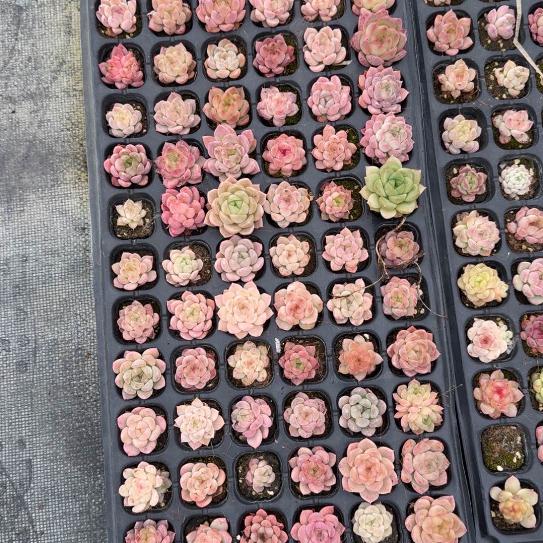 26-2未选育珍妮一盘量拍