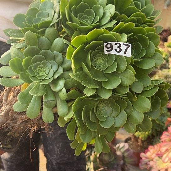 珍一颗多肉大事植物