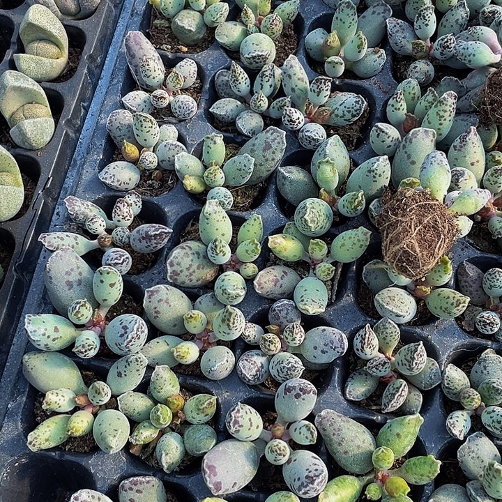 小海豹1元带土发货