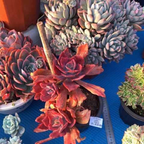 杉**辞1331钻石锦多肉