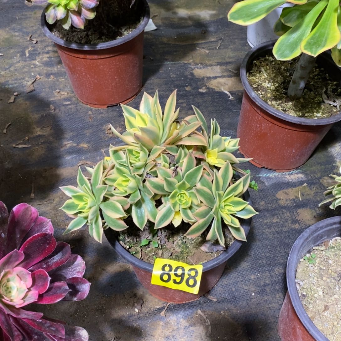 枫叶多肉法师898