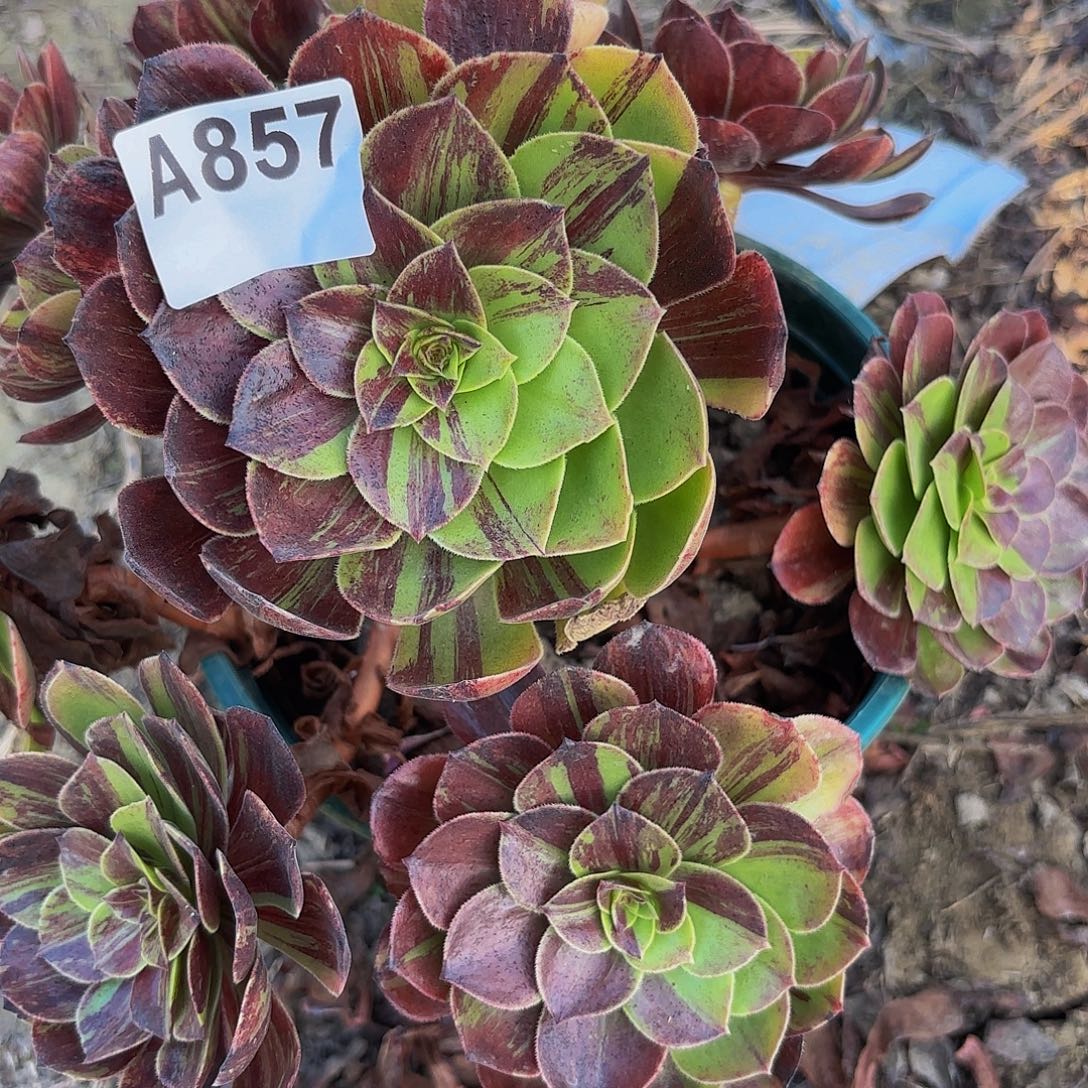 夏***梦花月夜1-11-857偏远不包邮