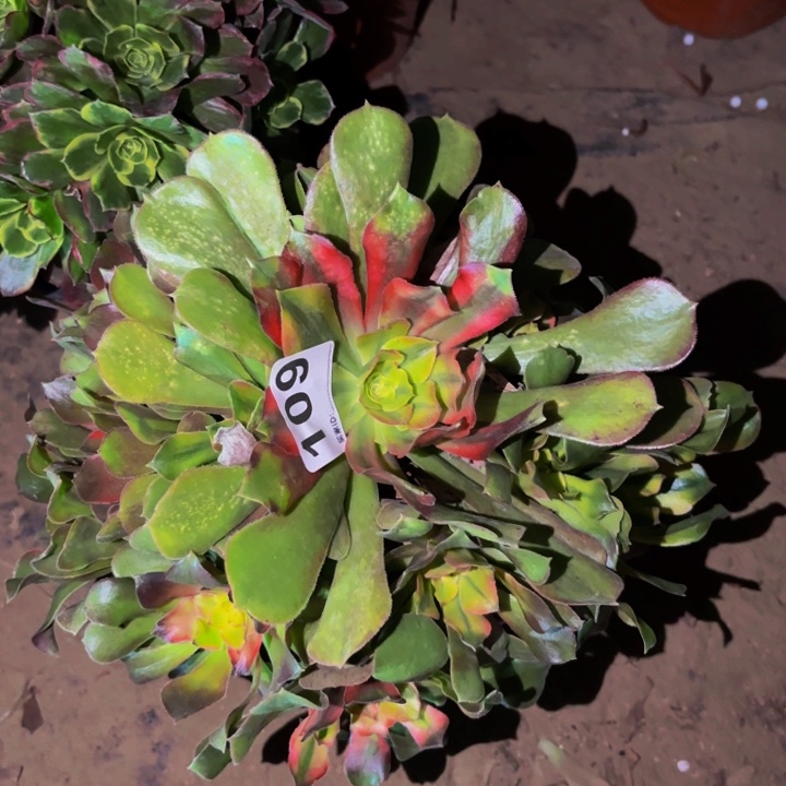 109香妃多肉植物不售后