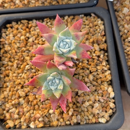 原产地法瑞～一物一拍7736多肉