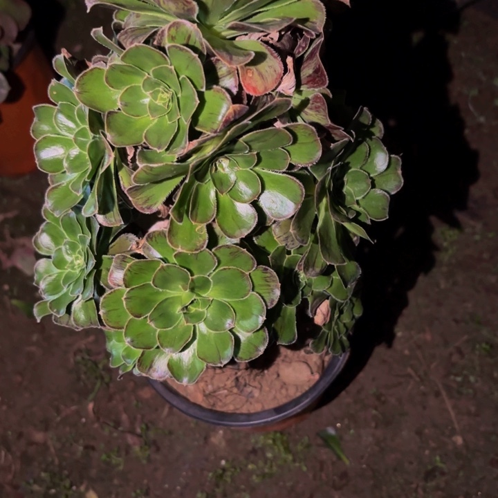 914拉丝锦法师多肉植物不售后