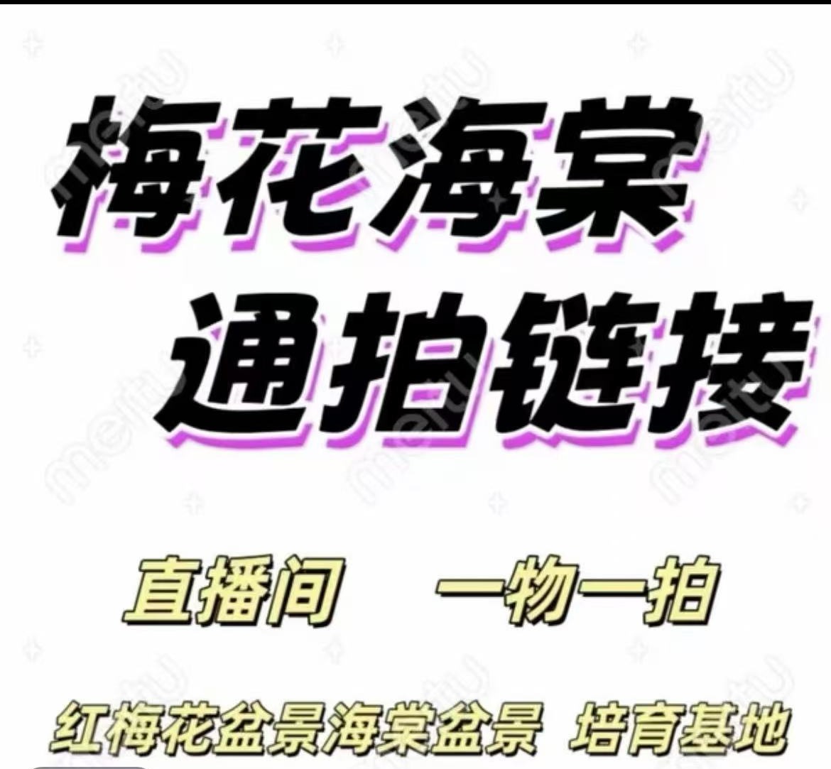 （一物一拍）朱莎梅盆栽红梅乌梅老桩盆栽花卉室内梅花耐寒好养
