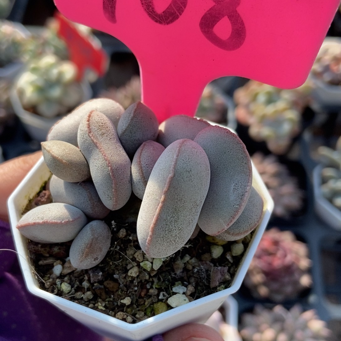 108红蛋多肉植物多肉