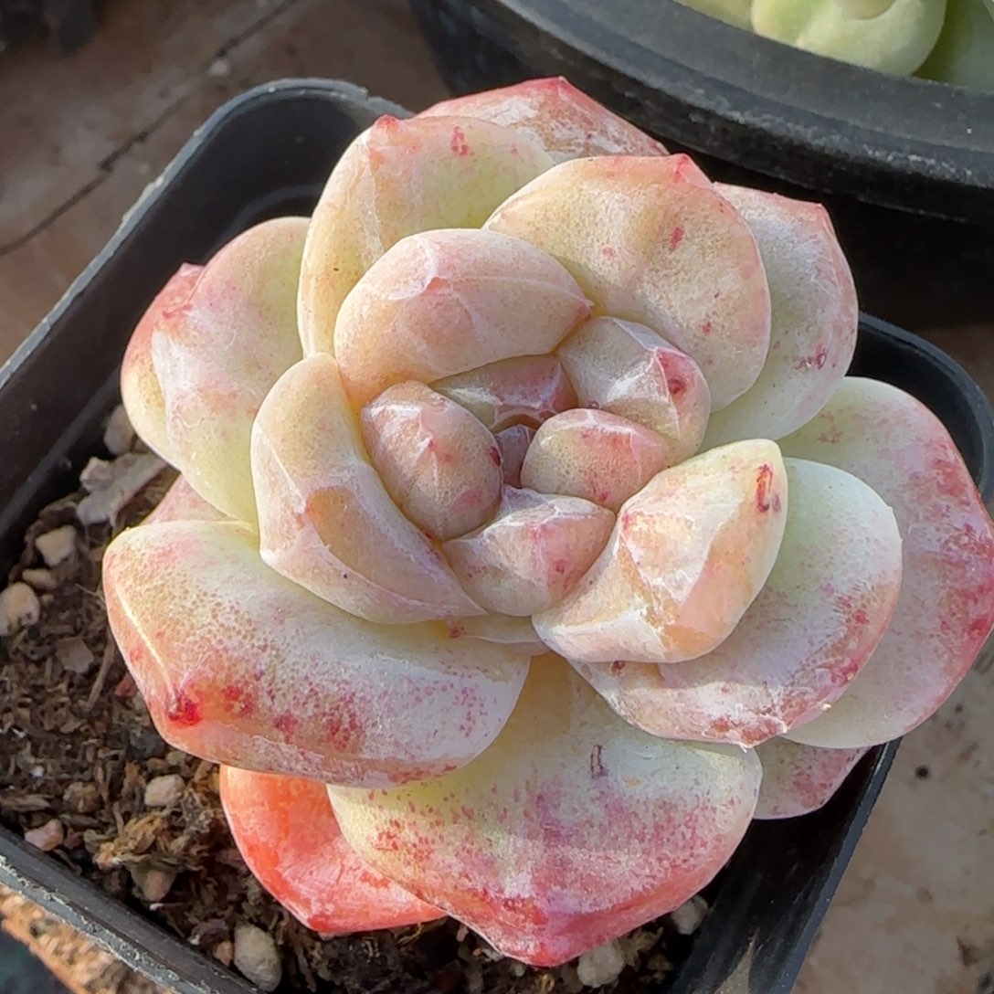 冰玉石化多肉老桩