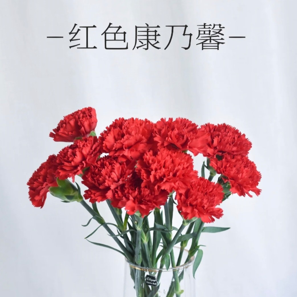 10支红色康乃馨（单拍不送）