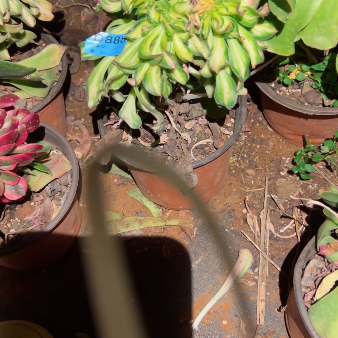 888 号多肉法师植物新年福利叶子会发黑