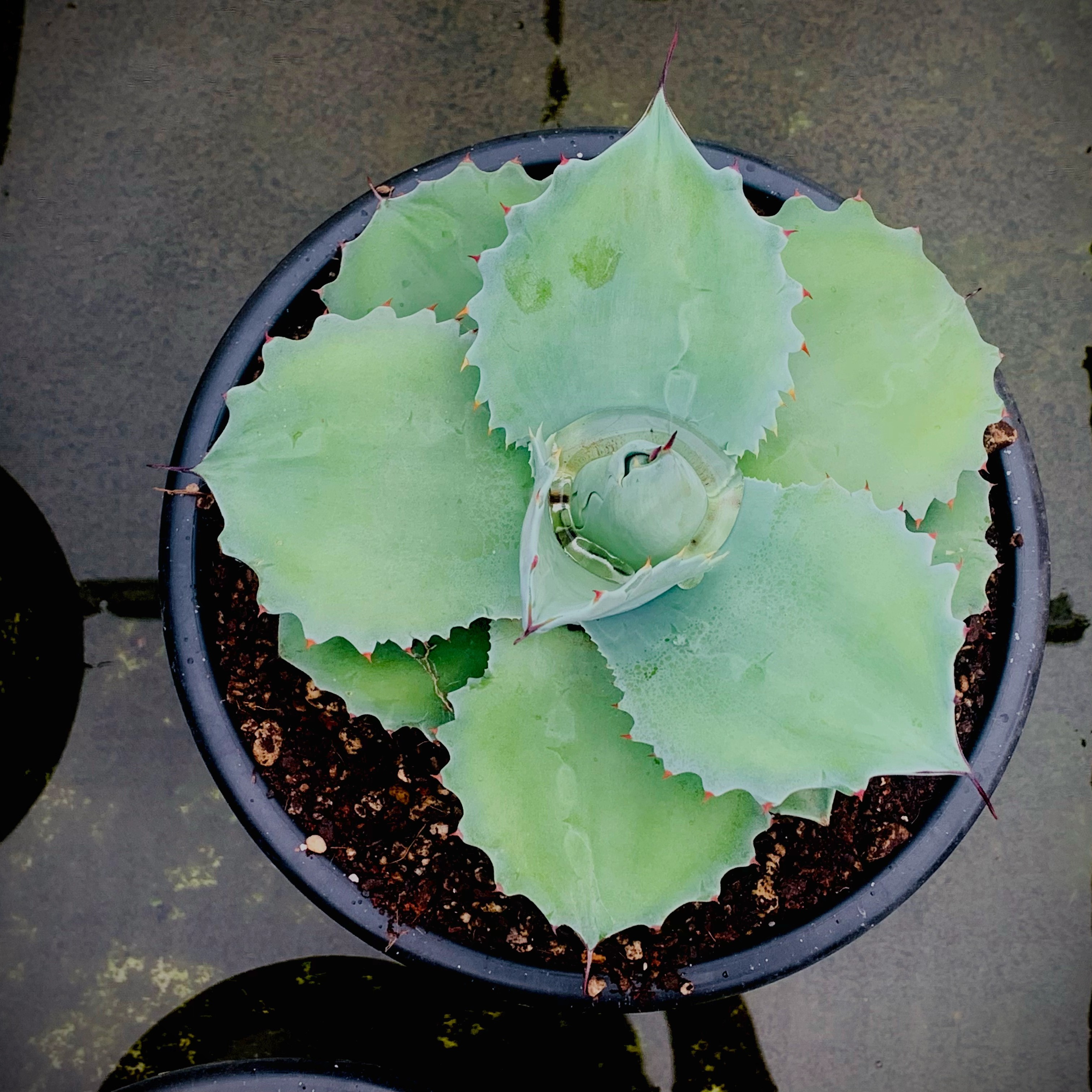 侏儒鲸鱼舌龙舌兰网红盆栽植物