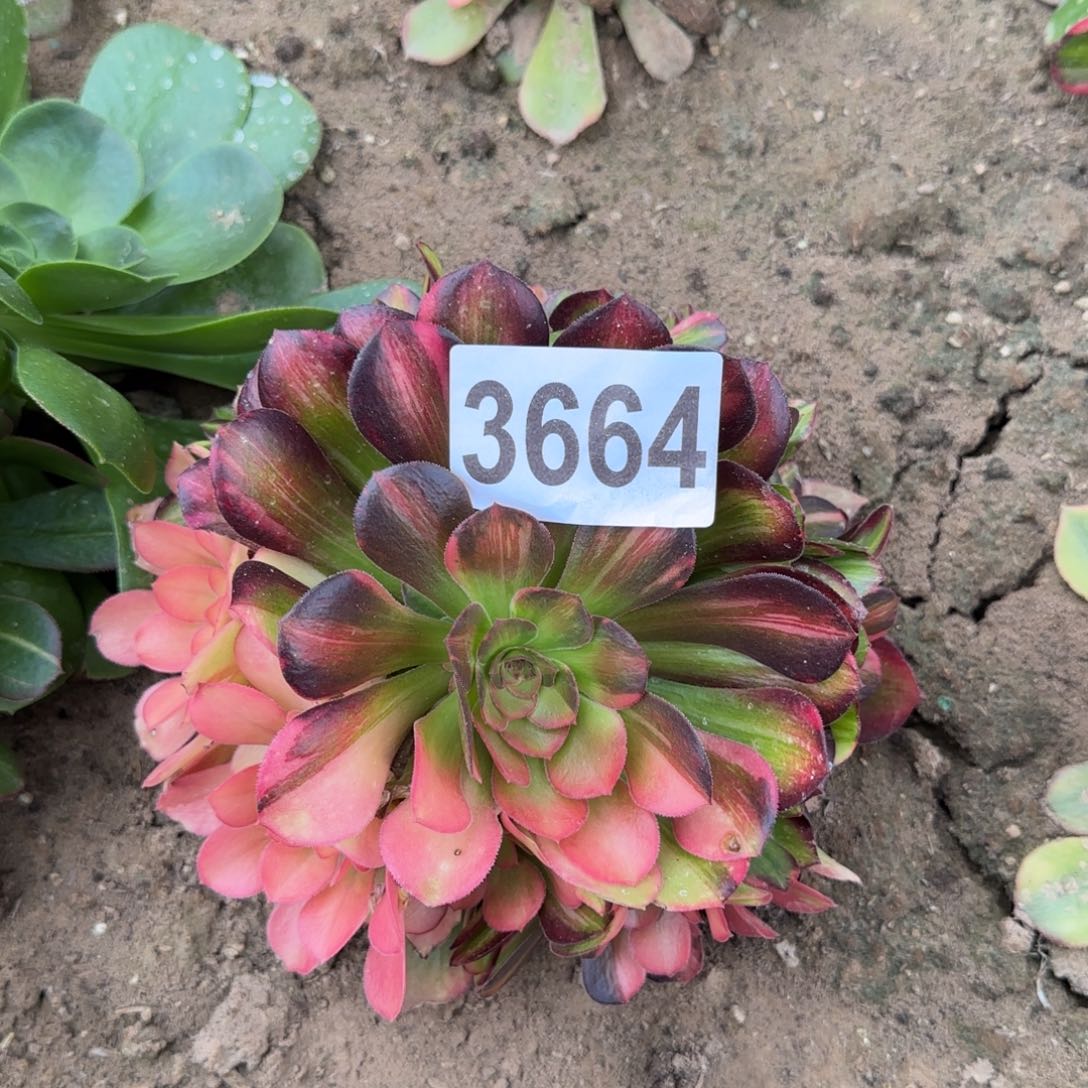 3664--5多头多肉植物