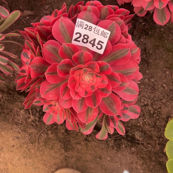 2845女巫多肉有砍多肉植物