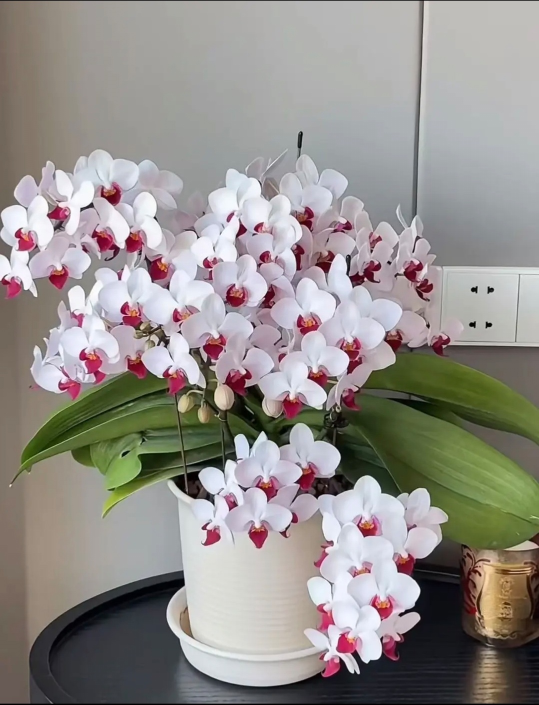 【白水晶】蝴蝶兰苗子3.0杯带花剑叶片瑕疵不售后