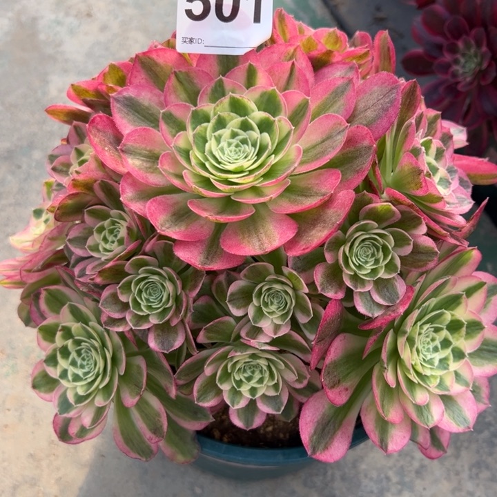 501玉资20厘米左右