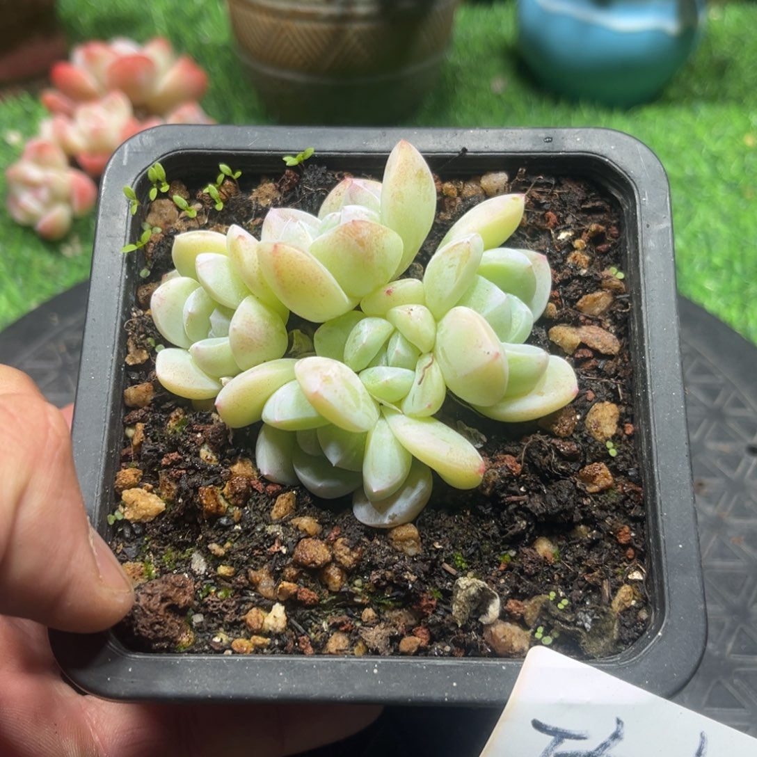 功夫专拍冰玉群生小老庄