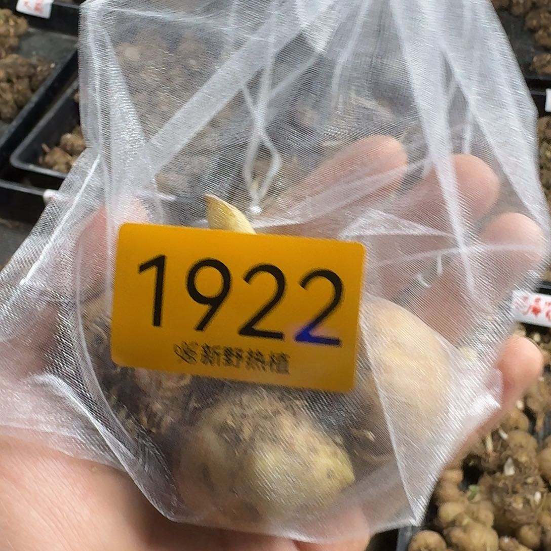 完全开放1922玛菲特裸球不售后