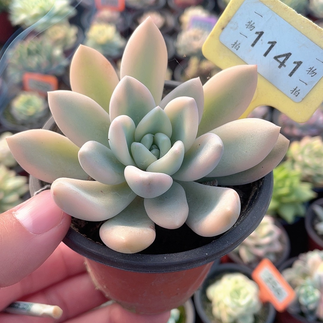 奥普锦1141号多肉植物