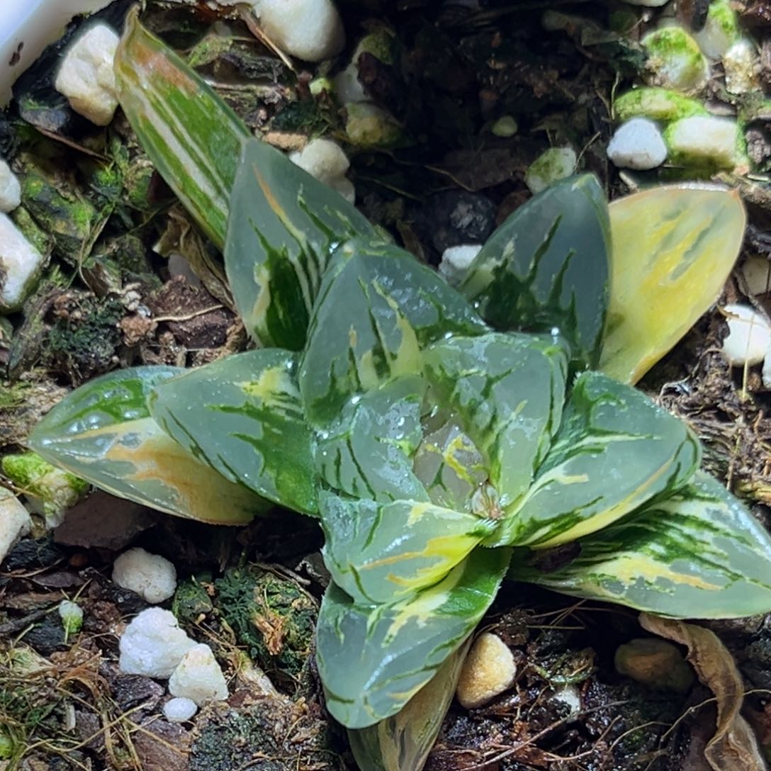 恭喜发财大吉大利0263