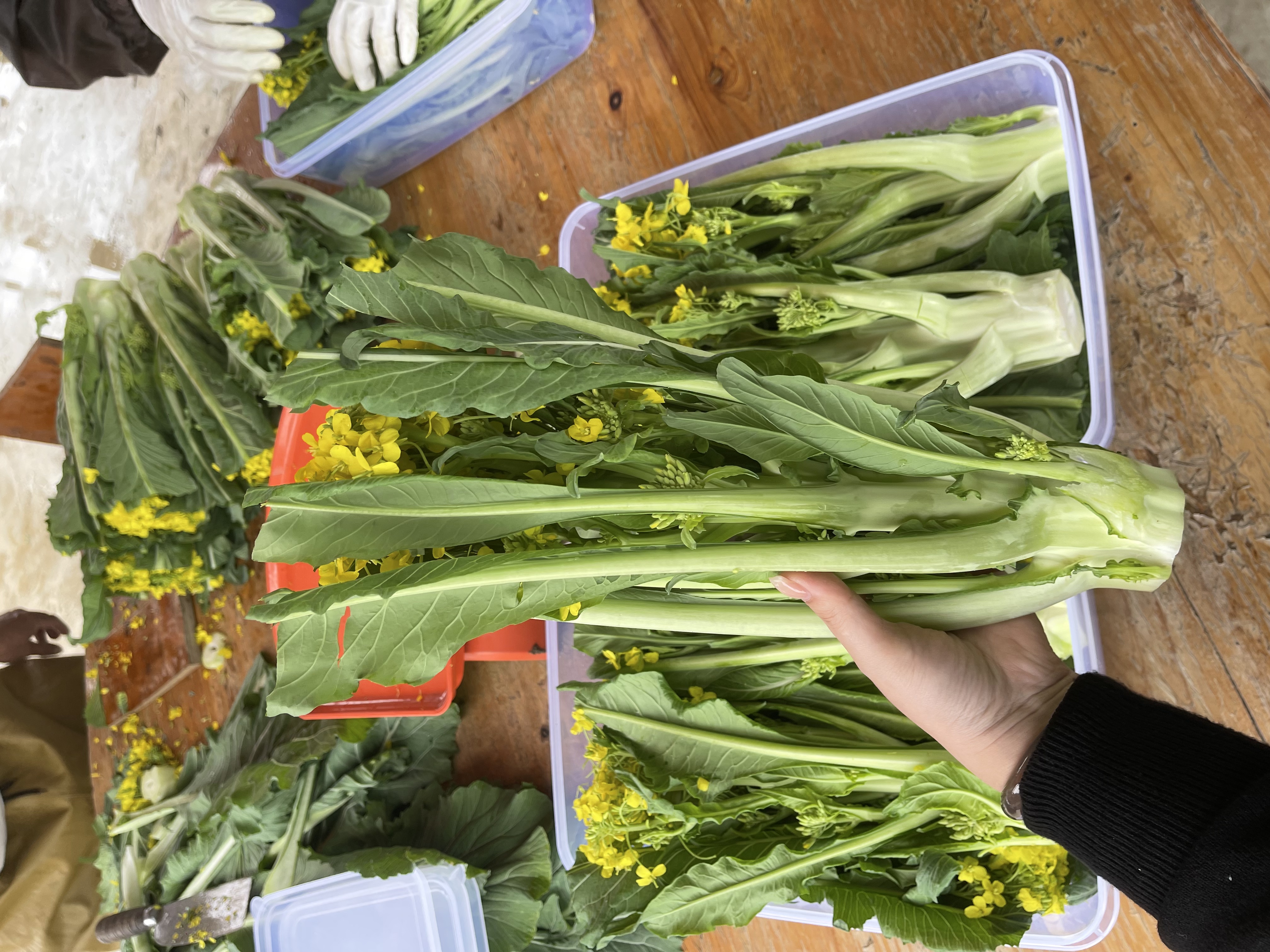 纯心装正宗增城迟菜心30~35CM新鲜特产蔬菜纯心礼盒装包邮