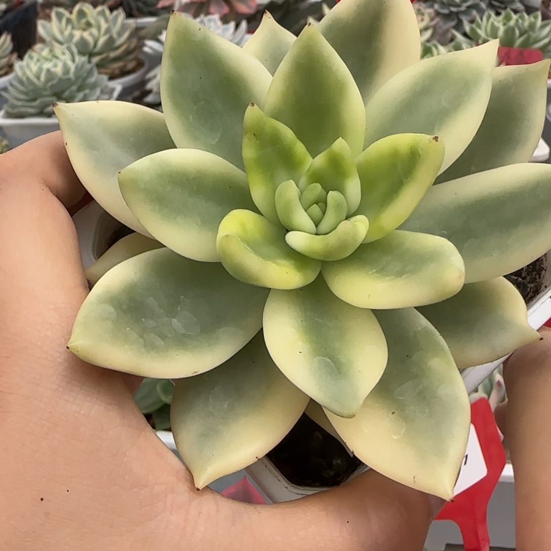 267祝之松锦多肉植物