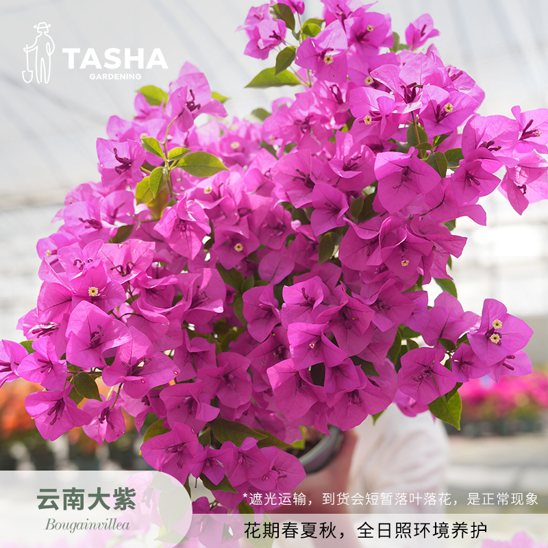 塔莎的花园三角梅云南紫 盆栽阳台花卉开花植物 