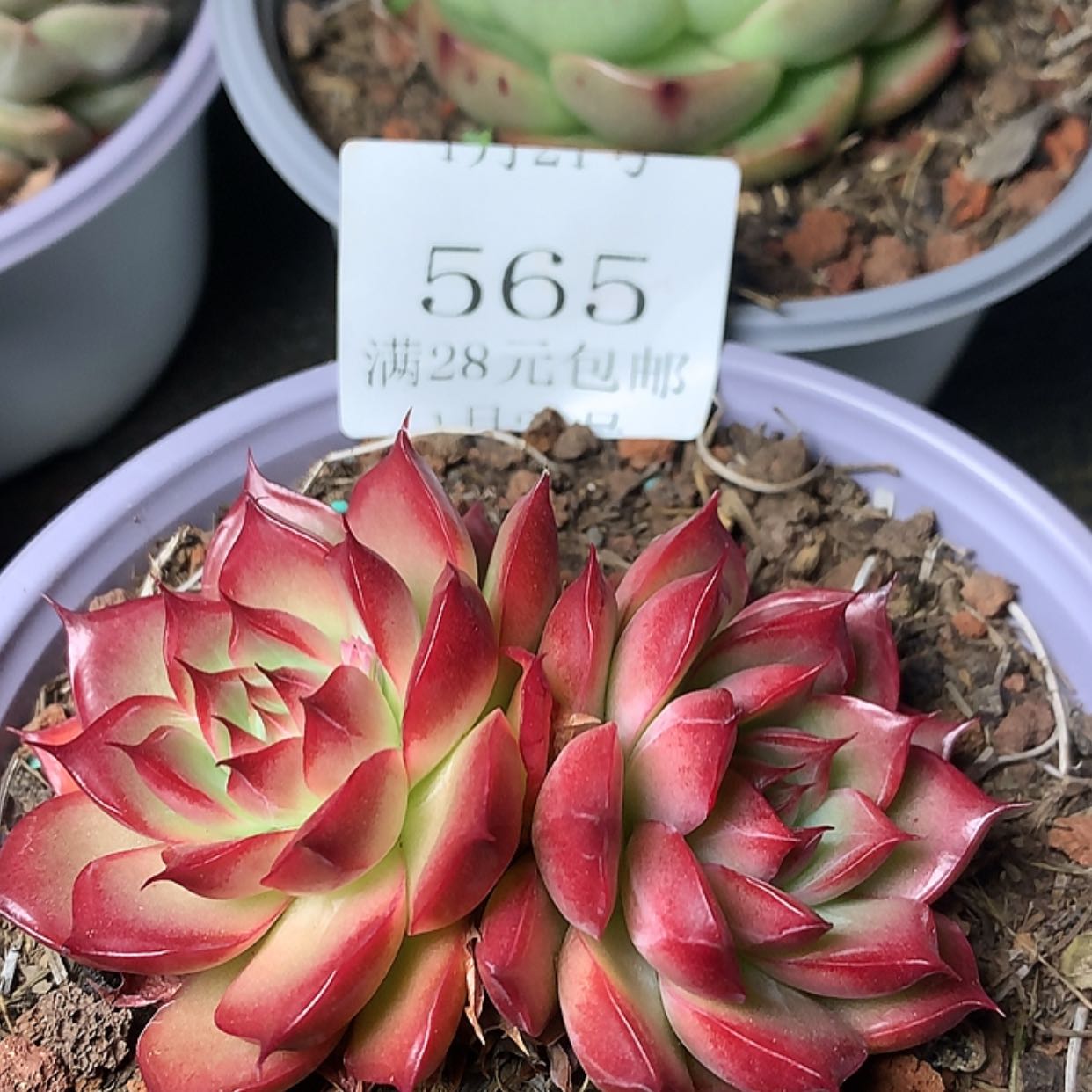 【闪购商品】云565