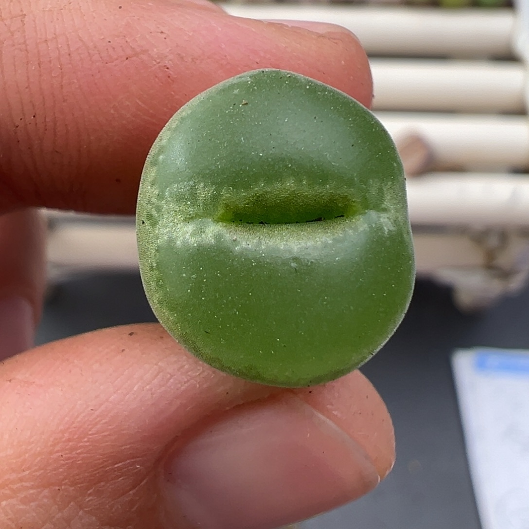 12.12好看的多肉脱土发货794