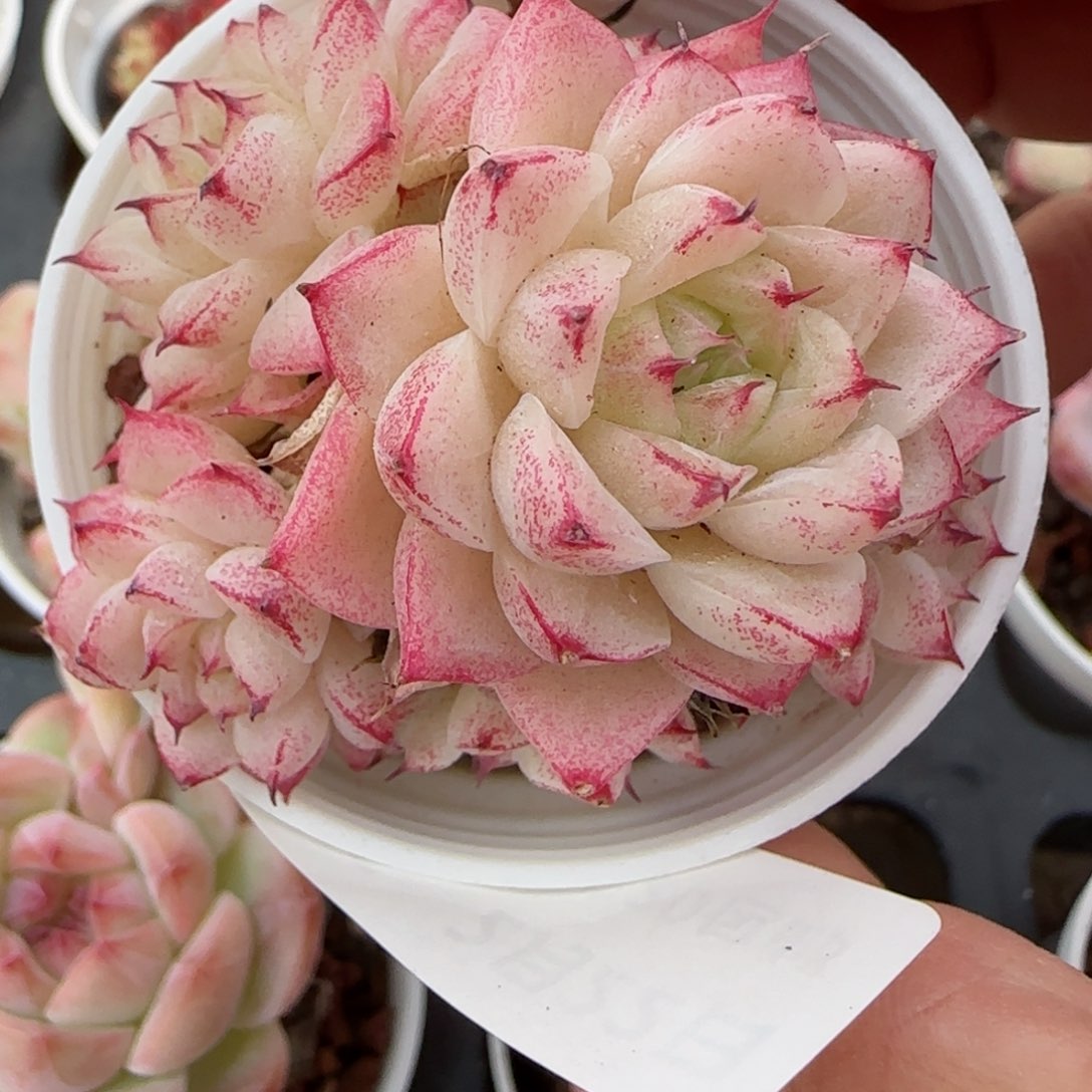 花语逸境0222-306