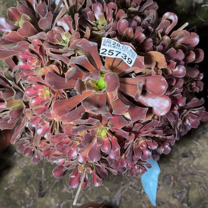 25739南夕阳多肉植物