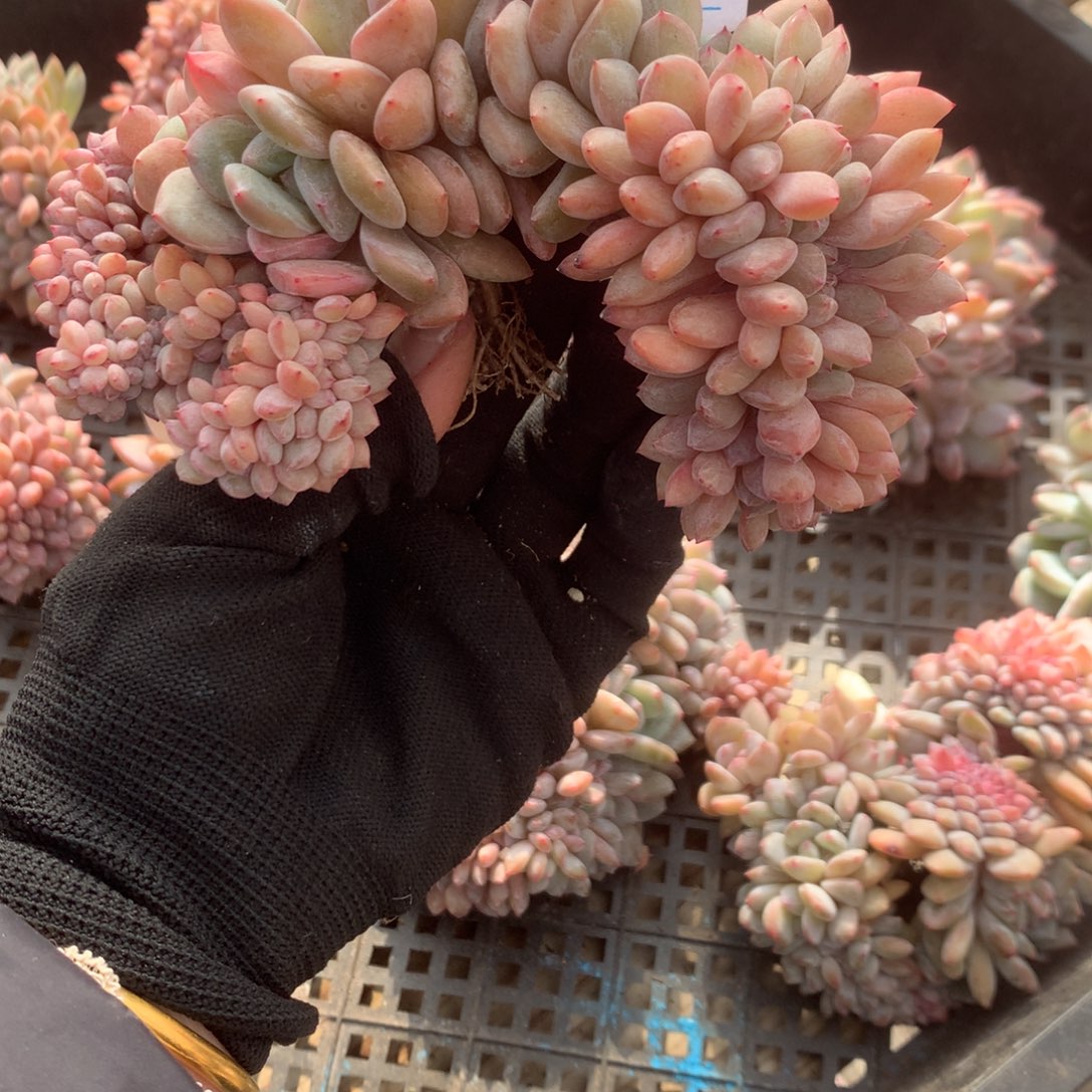 A976售后范围：签收起7天内，录开箱视频