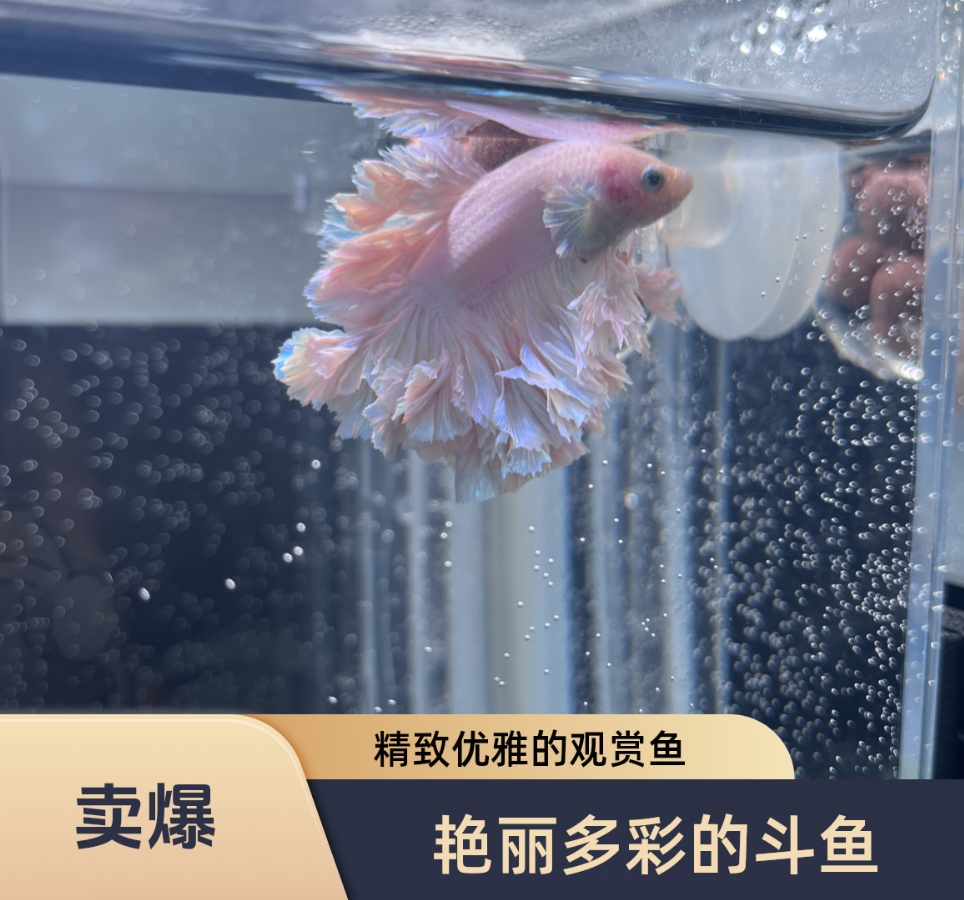 印尼斗鱼 绣球斗鱼 泰国斗鱼 球球耳斗鱼 HMPK绣球