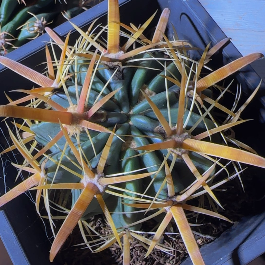 小***蚁86245金致玉大福利