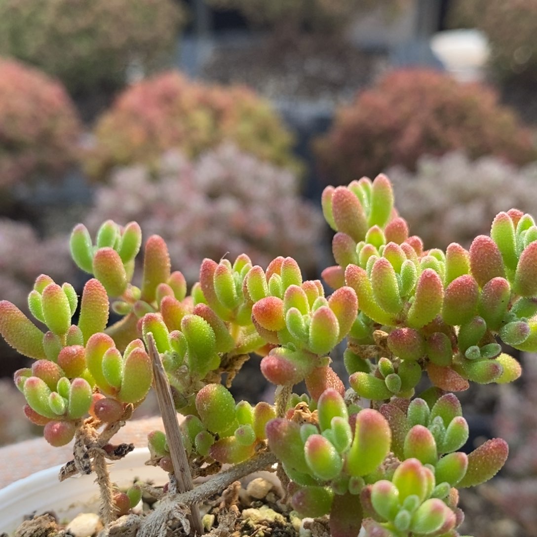 红宝石4875枝干番杏