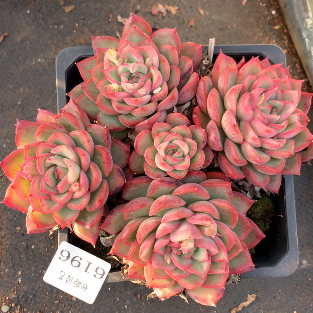 6196不包掉头整散不售后