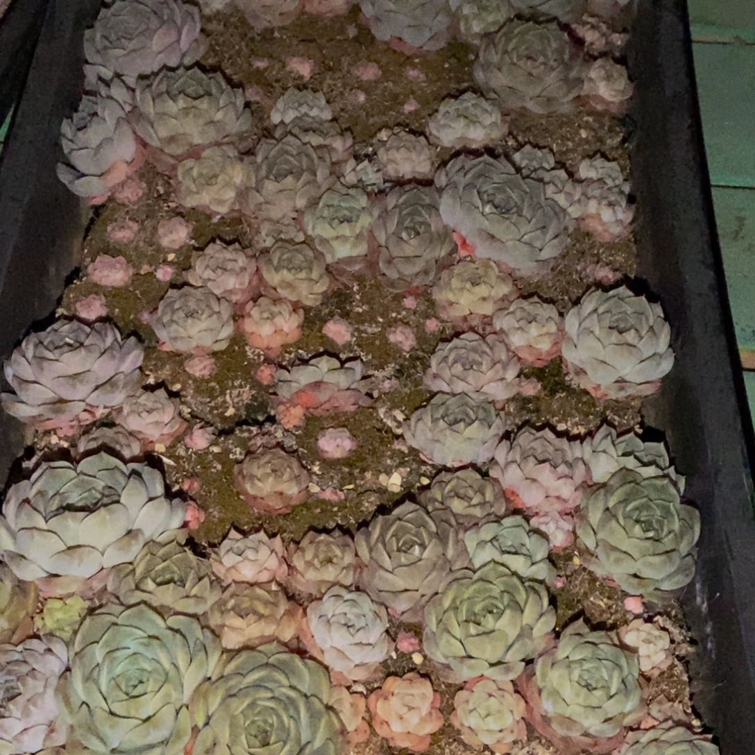 915多肉植物保护研究所所长助理研究员