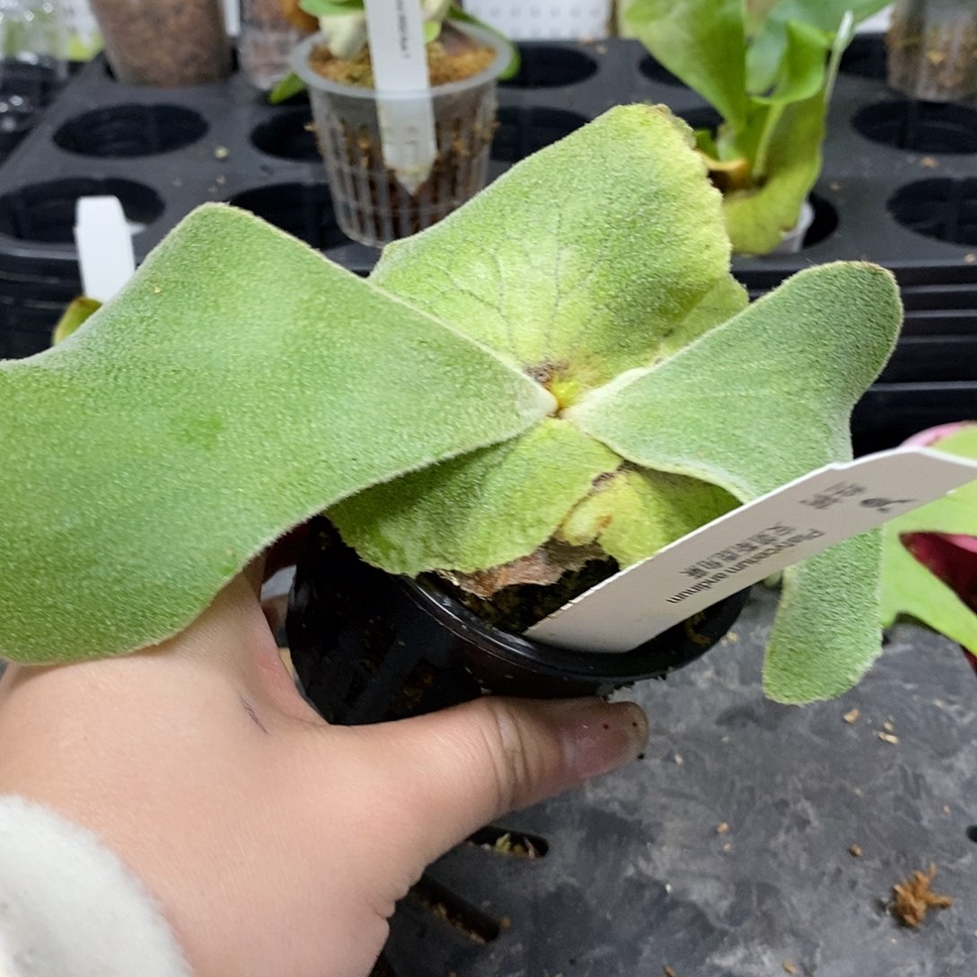 无花朵安第斯鹿角蕨