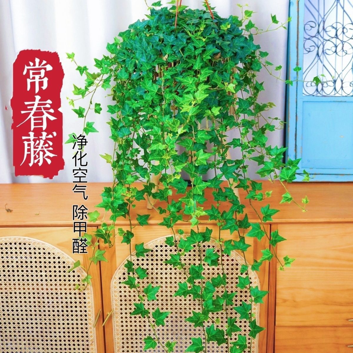 花叶蔓长春藤垂吊植物室内阳台绿植吸甲醛四季常青好养