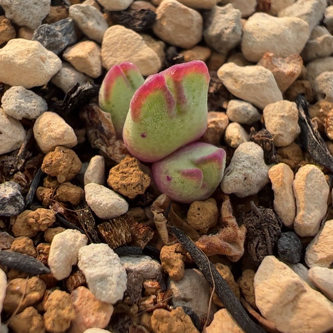 446多肉植物组合