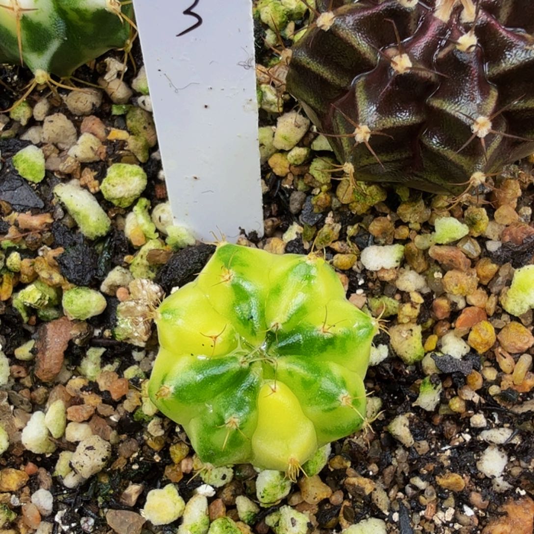 当前无花朵，栽培后可花朵