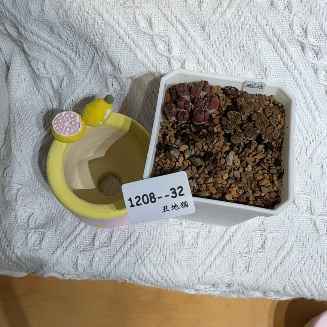 煮***茶1208-032盆盆盆盆盆