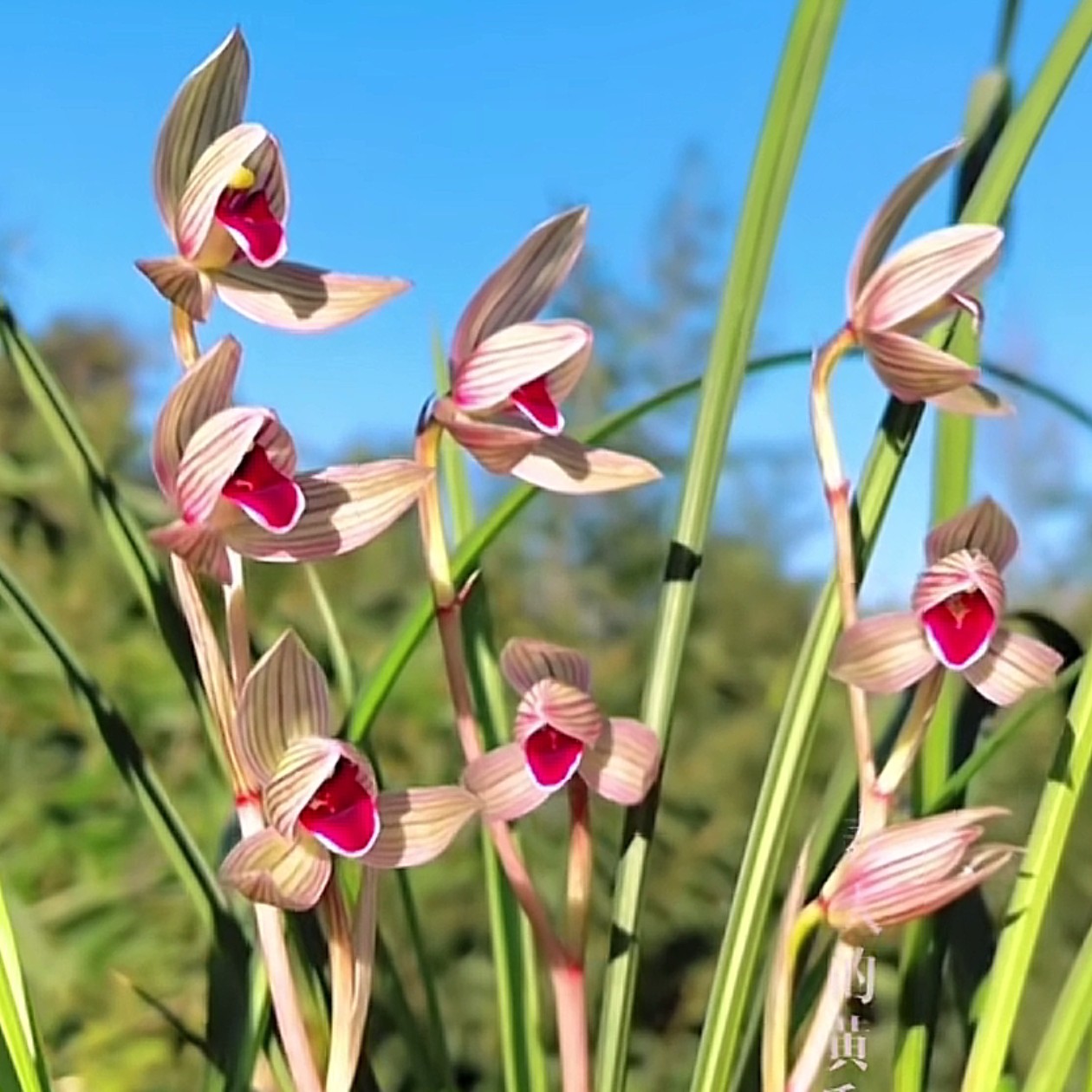 莲瓣兰精品兰花一物一拍