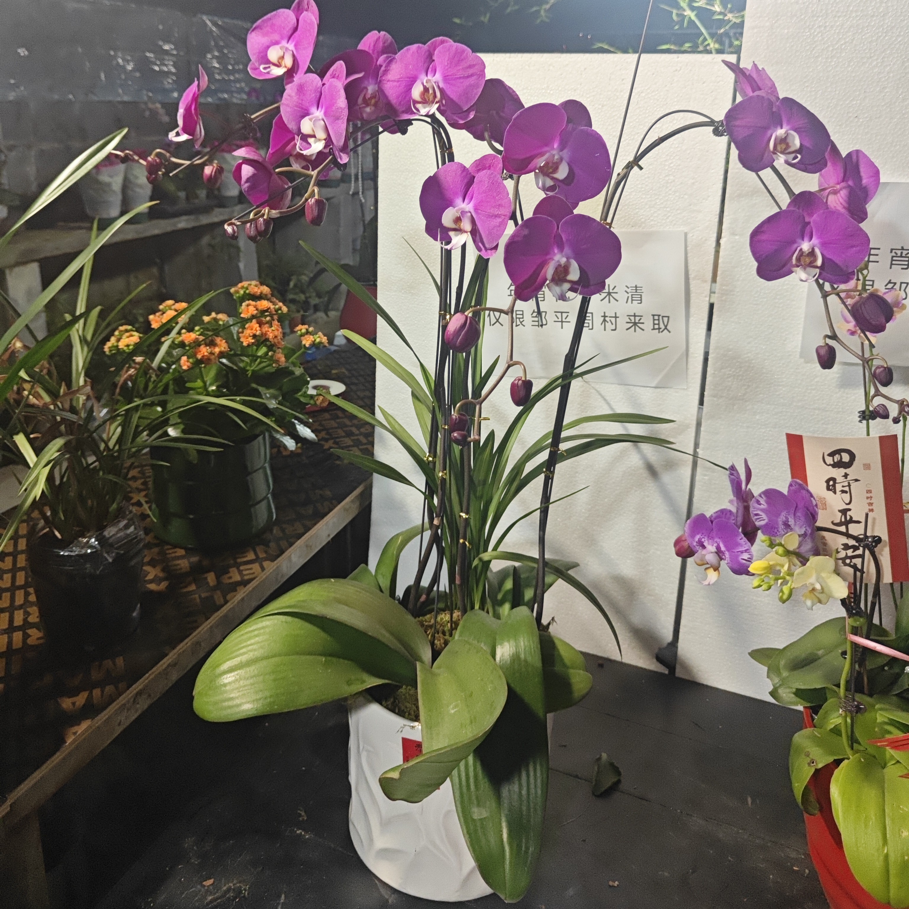 年宵花蝴蝶兰青梅竹马 3株瓷盆