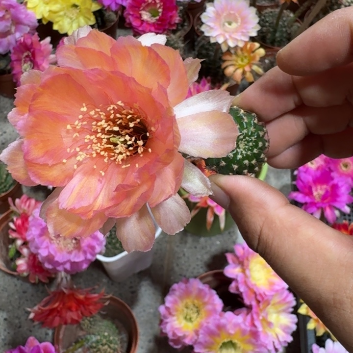 209丽花L28歪2到3公分左右无根侧牙小，20包邮