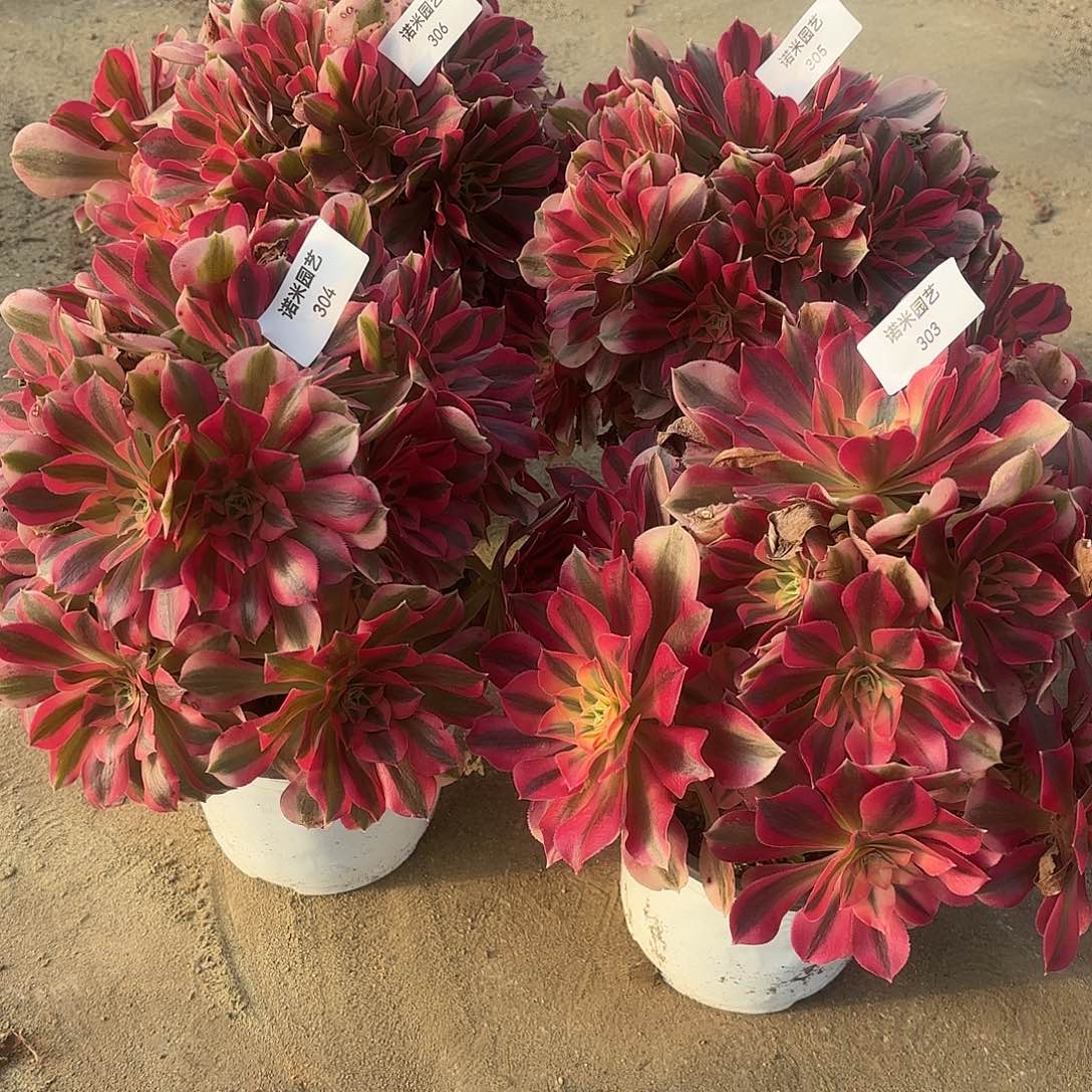 一***8女巫四颗多肉植物303-306