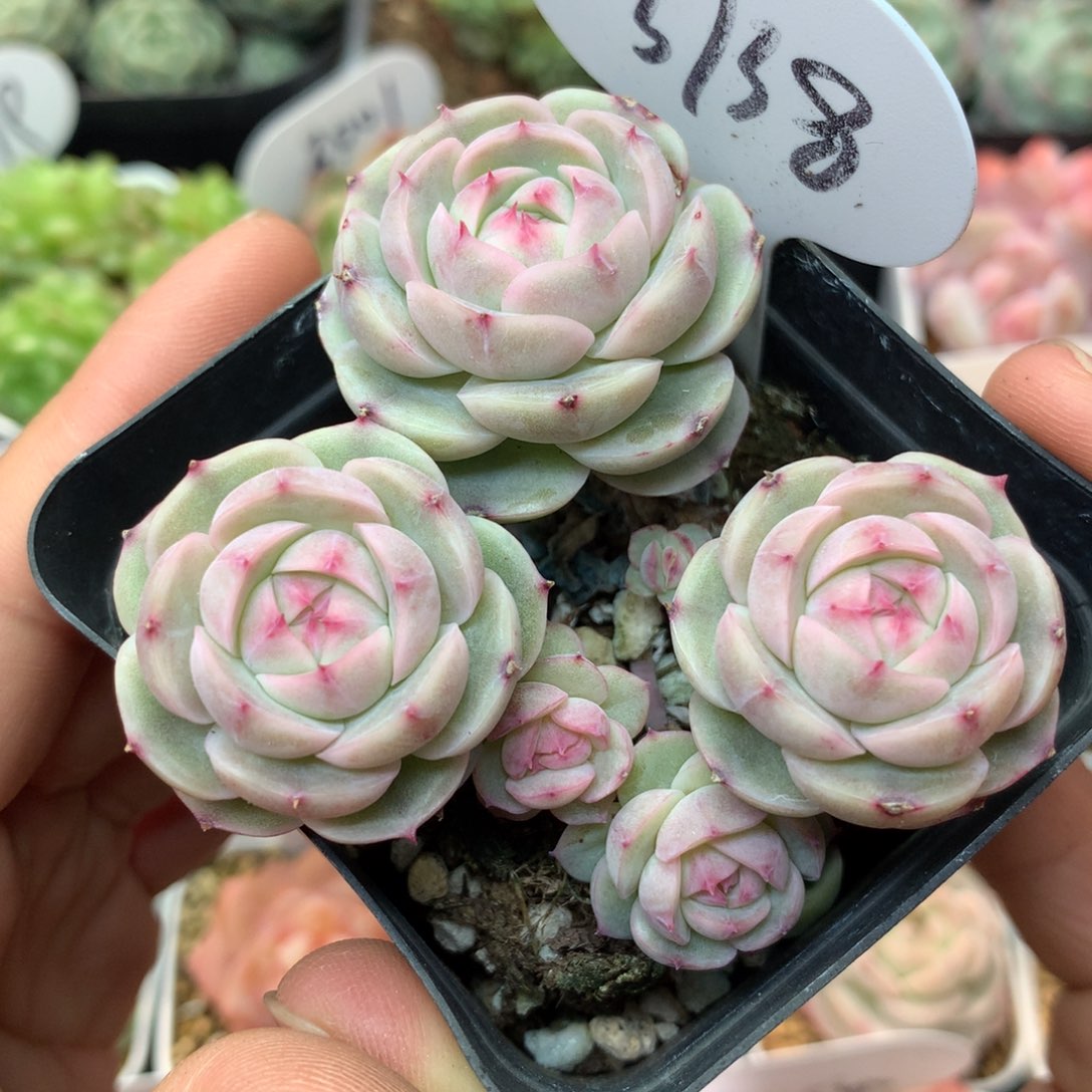 白芷珍妮3738多肉