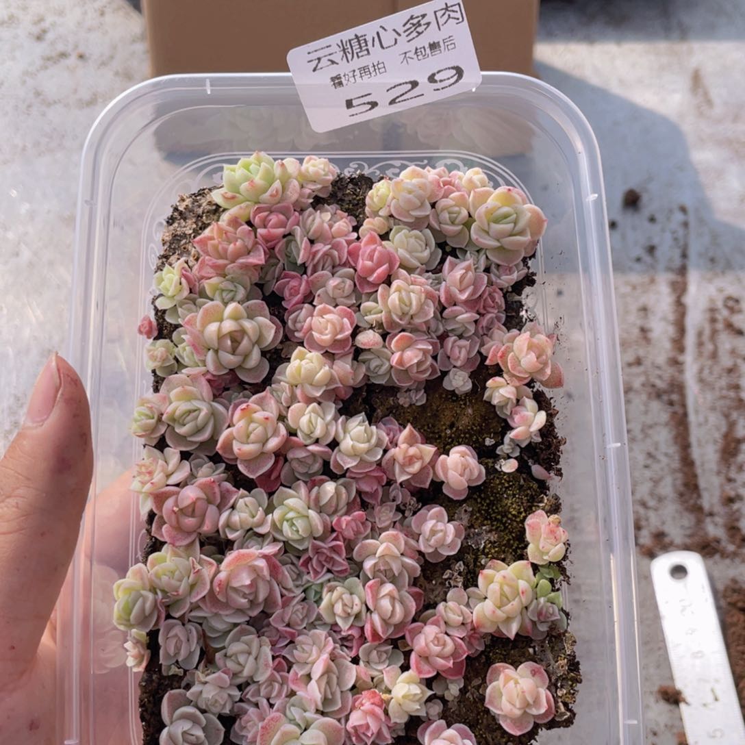 云糖心多肉植物529