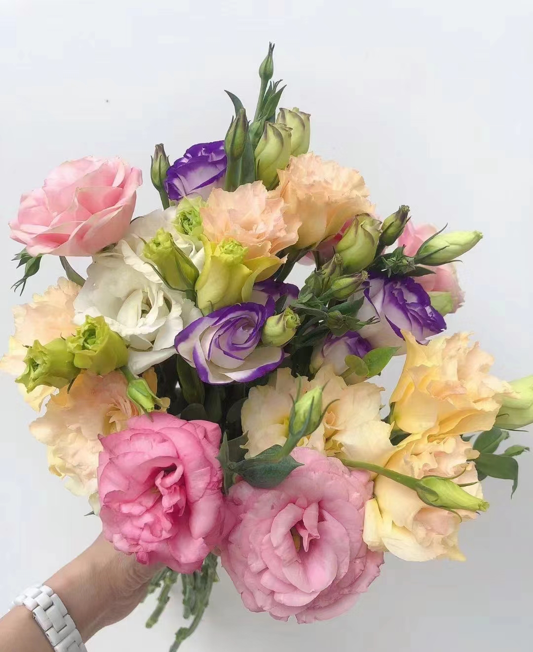 【混色洋桔梗】600克 无刺玫瑰 两单京东/顺丰  一单中通